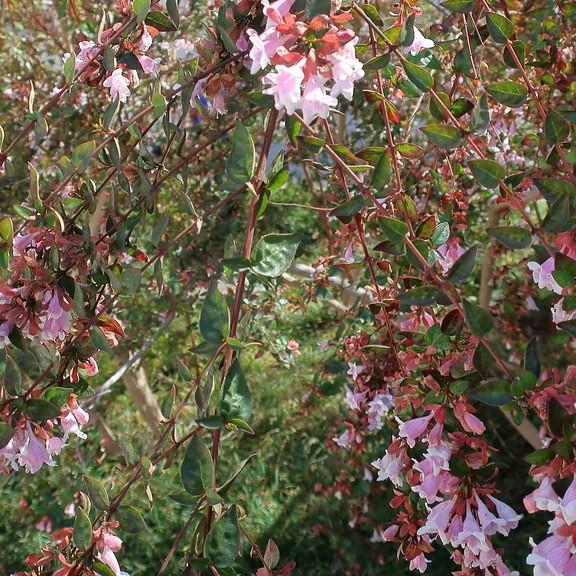 abelia (Abelia 'Edward Goucher') plant