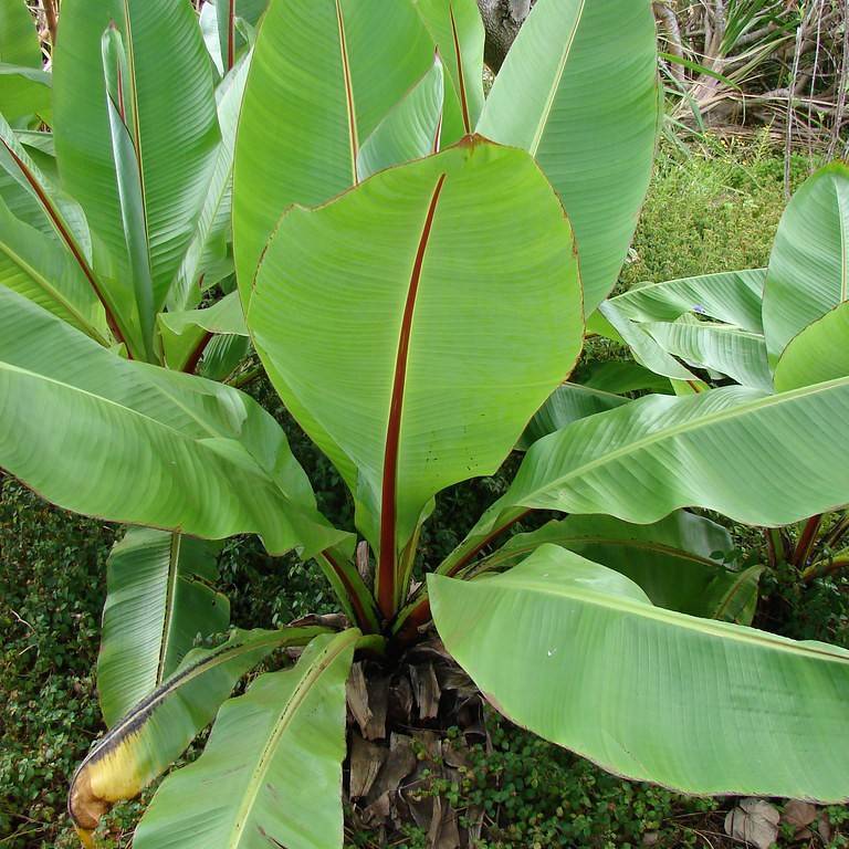 Abyssinian banana (Ensete ventricosum) plant