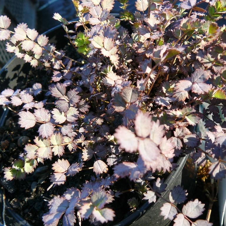 acaena (Acaena inermis 'Purpurea') plant