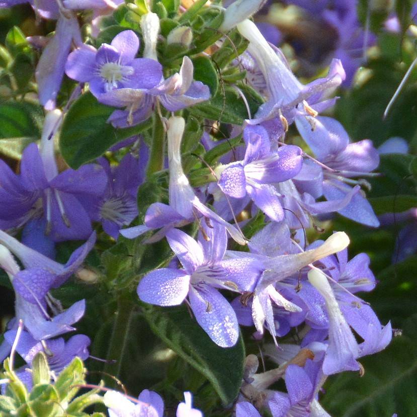 Adriatic bellflower (Campanula garganica 'Dickson's Gold') plant