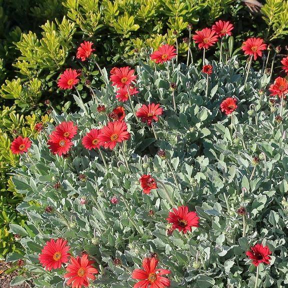 African daisy (Arctotis hybrida) plant