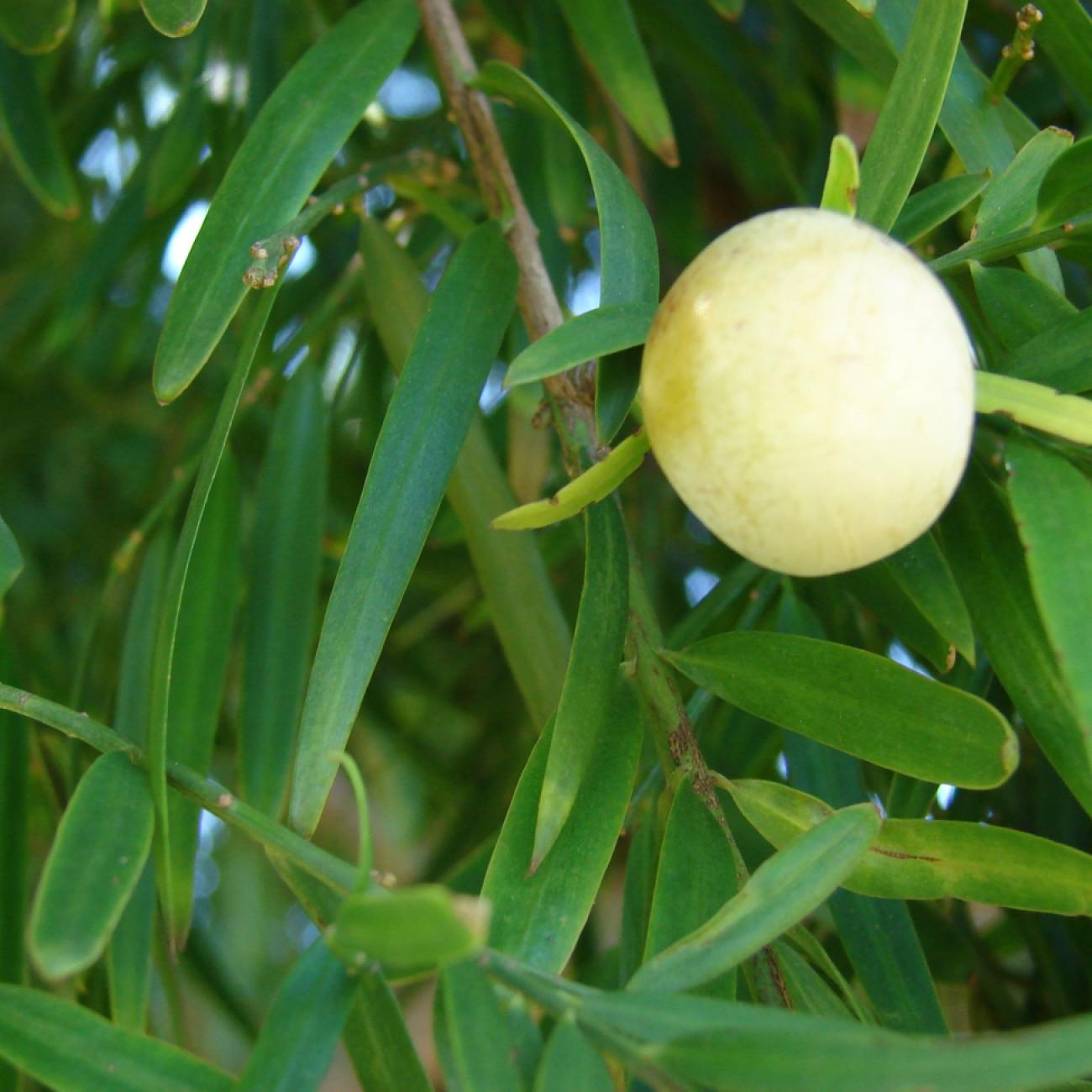 African fern pine (Afrocarpus gracilior) plant