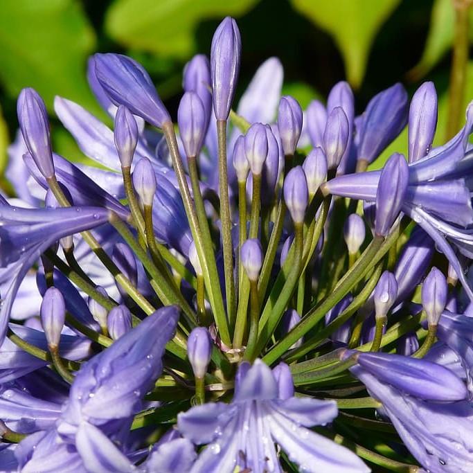 African lily (Agapanthus africanus) plant
