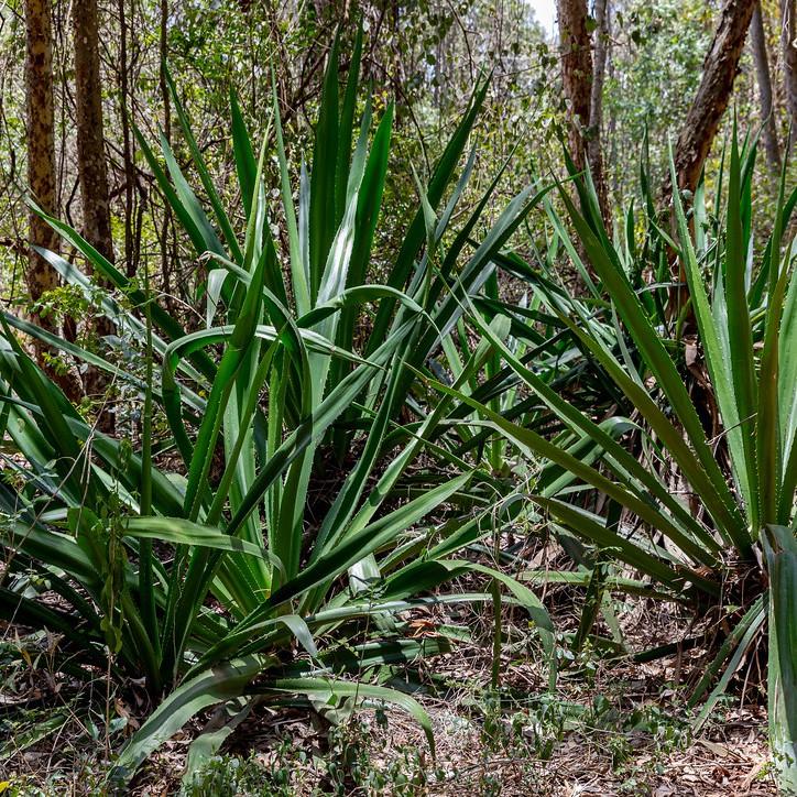 agave (Agave geminiflora RASTA MAN) plant