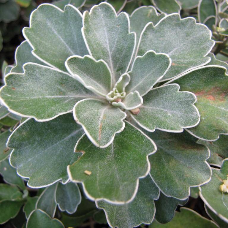 ajania (Ajania pacifica) plant