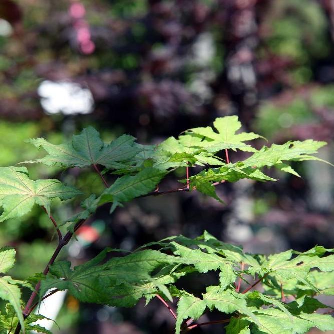 Aka Shigitatsu Sawa Japanese Maple (Acer palmatum 'Aka Shigitatsu Sawa') plant