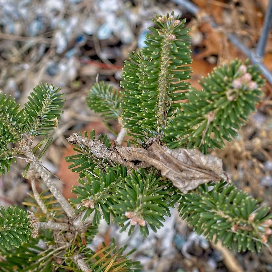 Alpine Fir (Abies lasiocarpa) plant