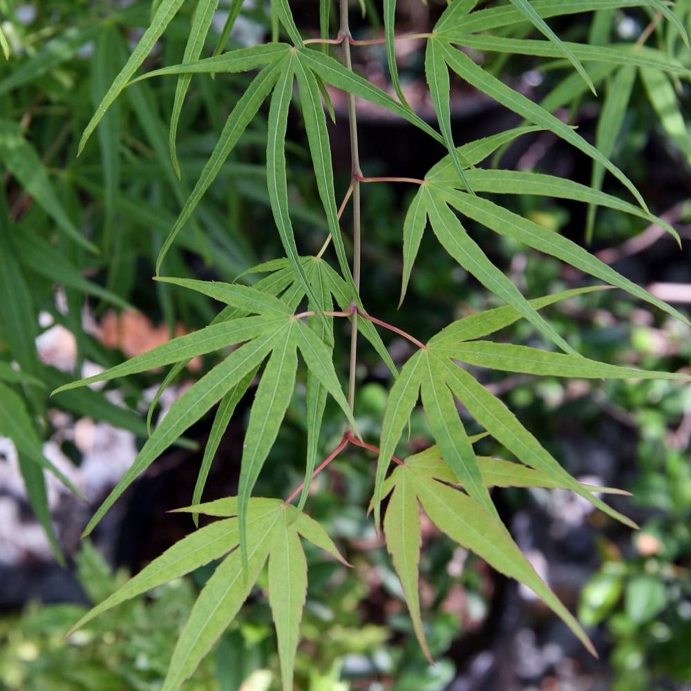 Ao Shime No Uchi Japanese Maple (Acer palmatum 'Ao Shime No Uchi') plant
