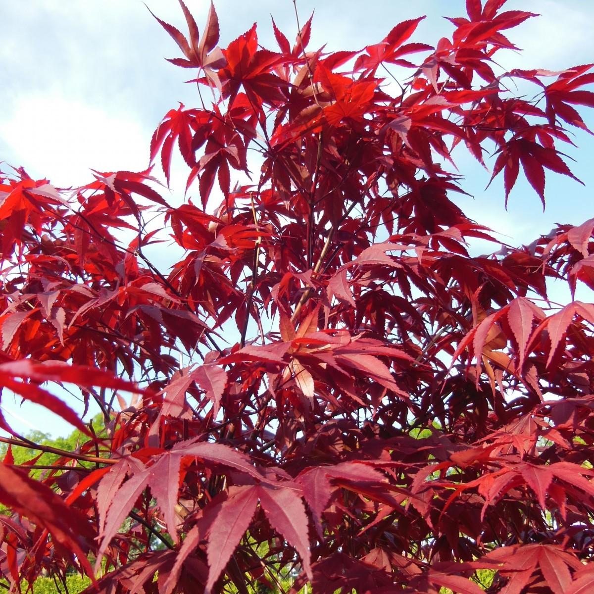Aoyagi Japanese Maple* (Acer palmatum 'Aoyagi') plant