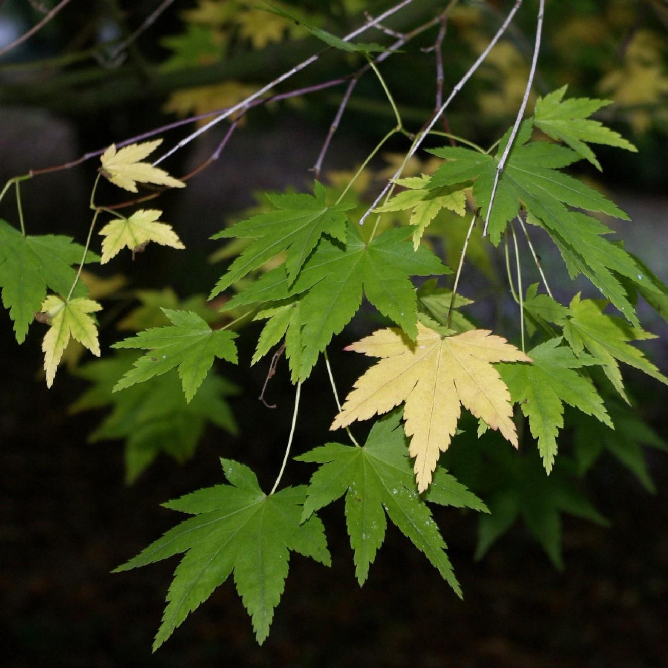 Arakawa Cork Bark Japanese Maple (Acer palmatum 'Arakawa') plant