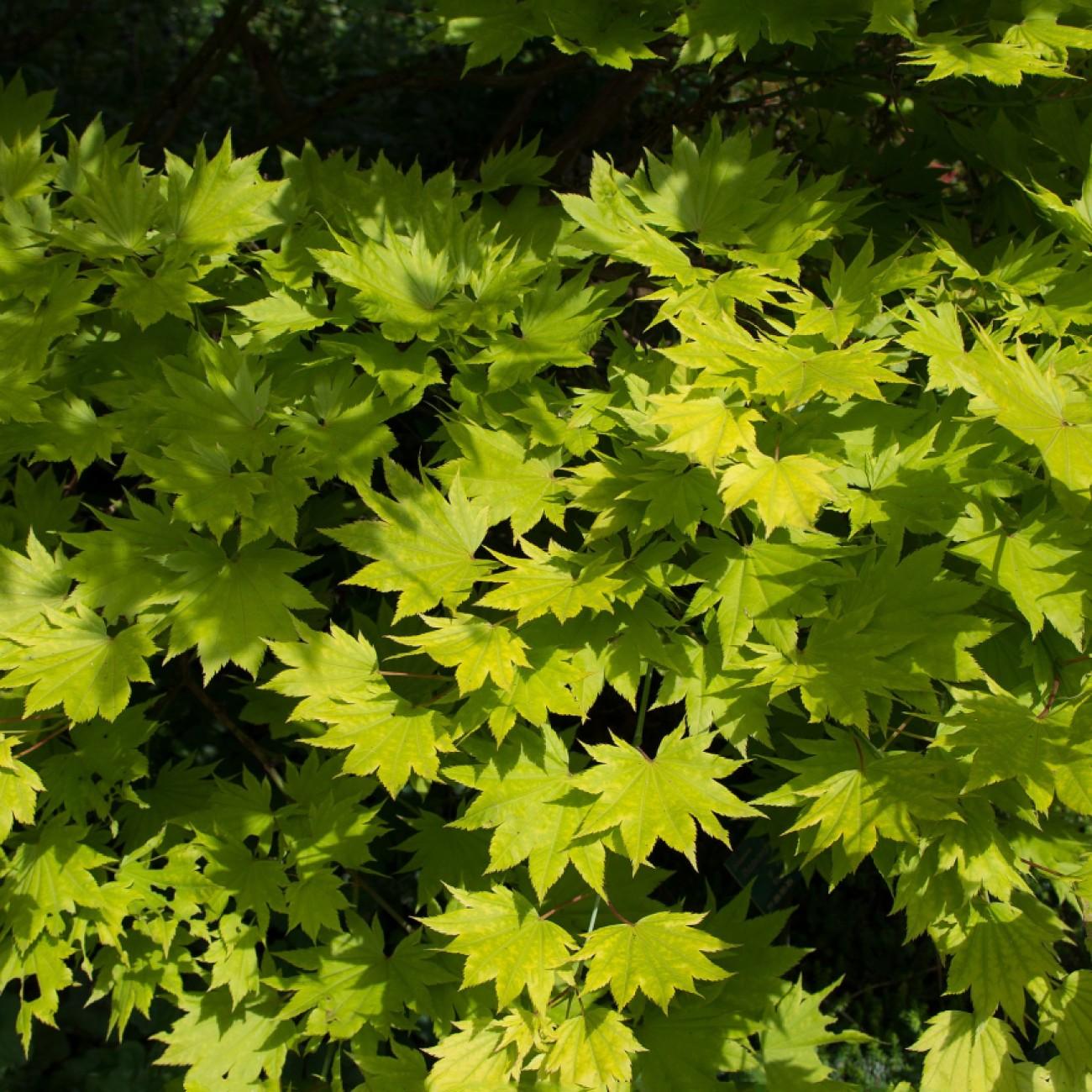 Aureum Japanese Maple* (Acer palmatum 'Aureum') plant