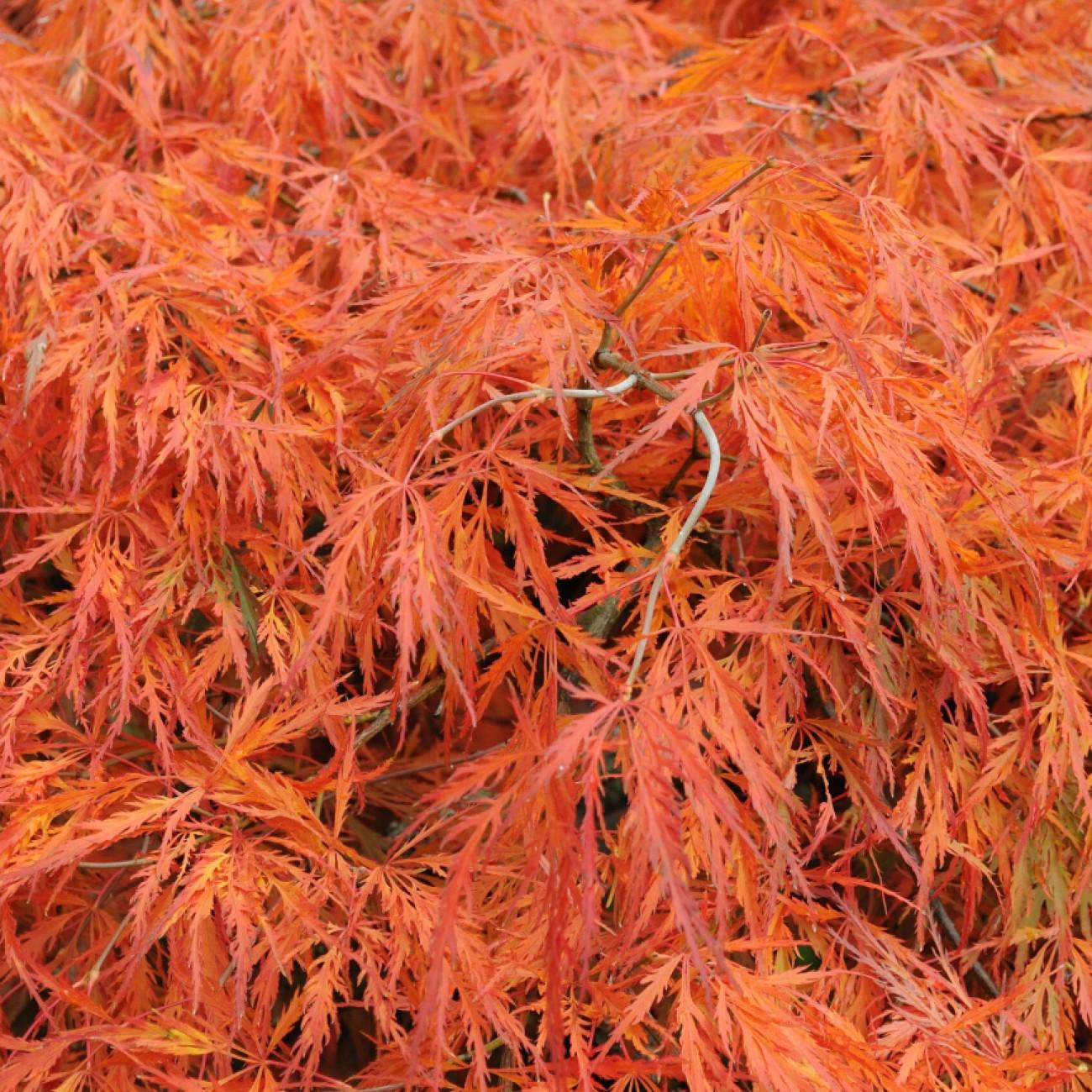Autumn Fire Japanese Maple (Acer palmatum 'Autumn Fire') plant