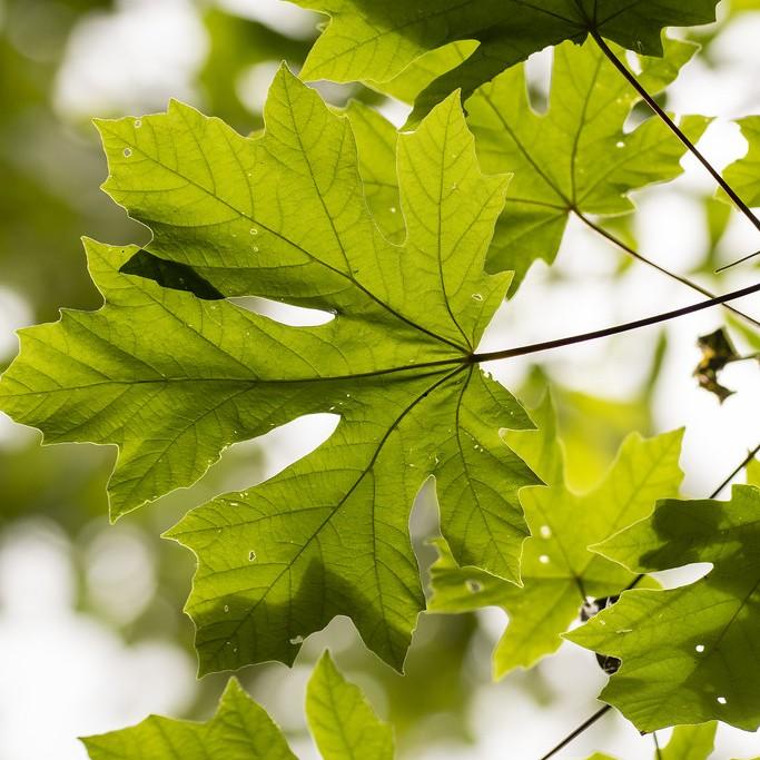 Big Leaf Maple (Acer macrophyllum) plant
