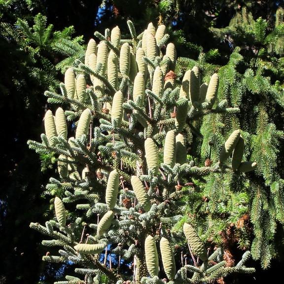 Blue Spanish Fir (Abies pinsapo 'Glauca') plant
