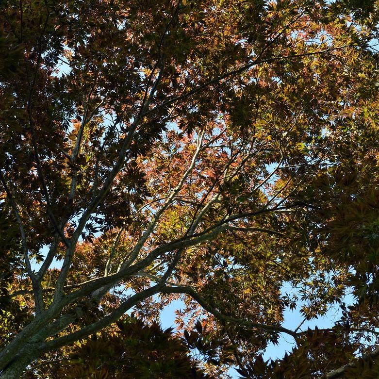 Burgundy Lace Japanese Maple (Acer palmatum 'Burgundy Lace') plant