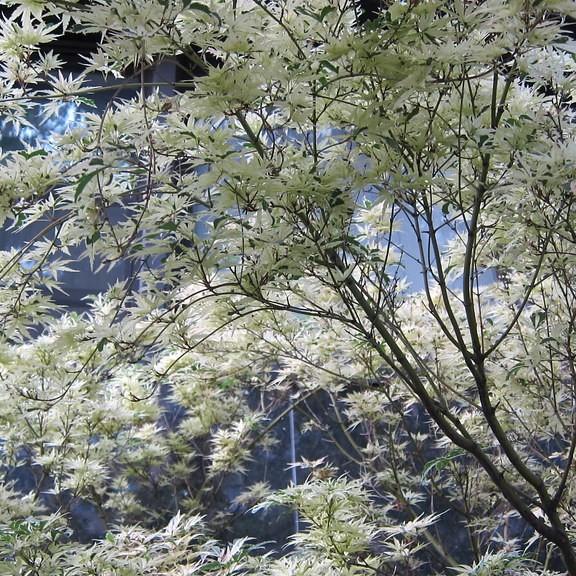 Butterfly Variegated Japanese Maple (Acer palmatum 'Butterfly') plant