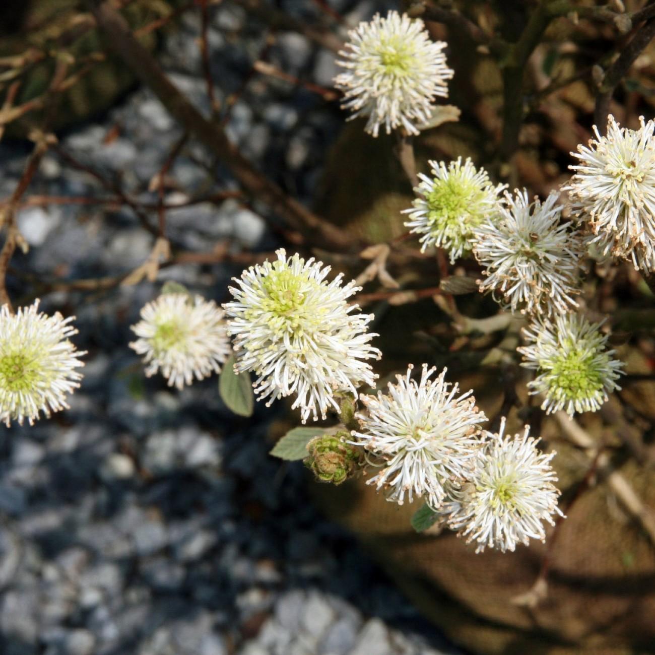 dwarf fothergilla (Fothergilla 'Mount Airy') plant
