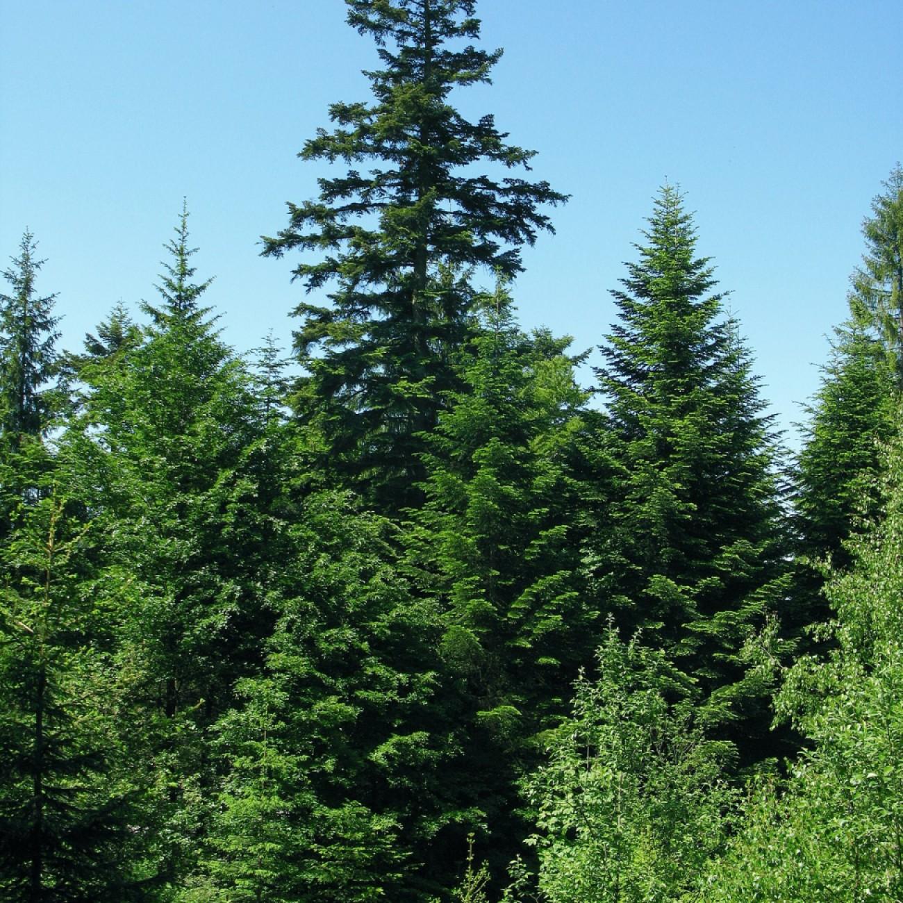 European Silver Fir (Abies alba) plant