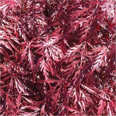 Ever Red Lace-Leaf Japanese Maple* (Acer palmatum 'Ever Red') plant