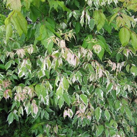 Flamingo Boxelder (Acer negundo 'Flamingo') plant