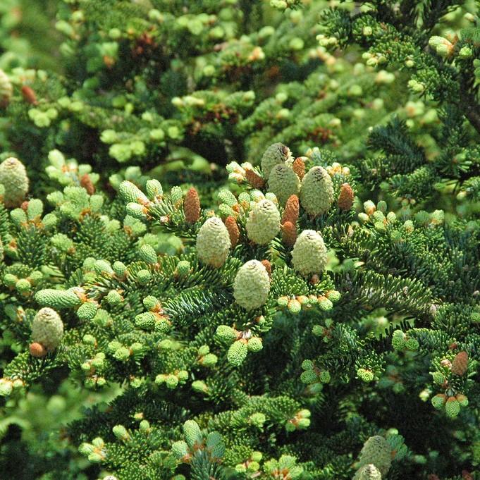 Fraser Fir (Abies fraseri) plant