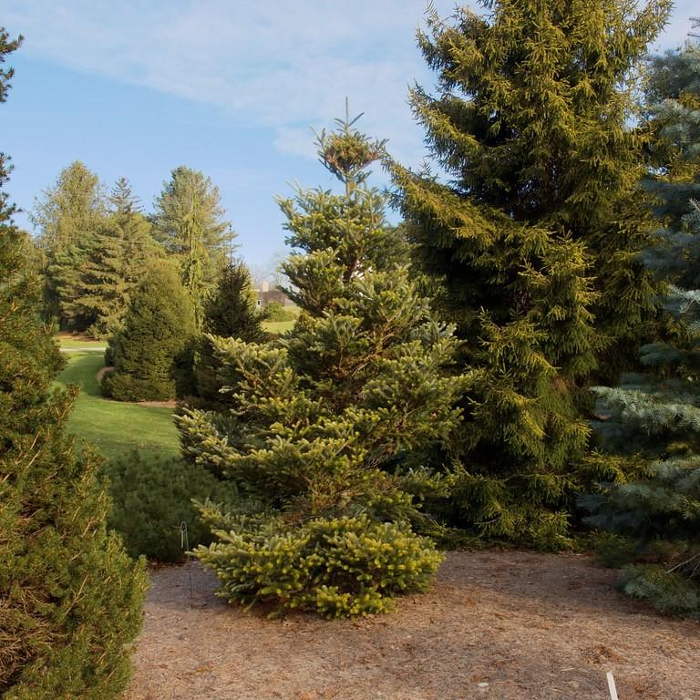 Golden Korean Fir (Abies koreana 'Aurea') plant