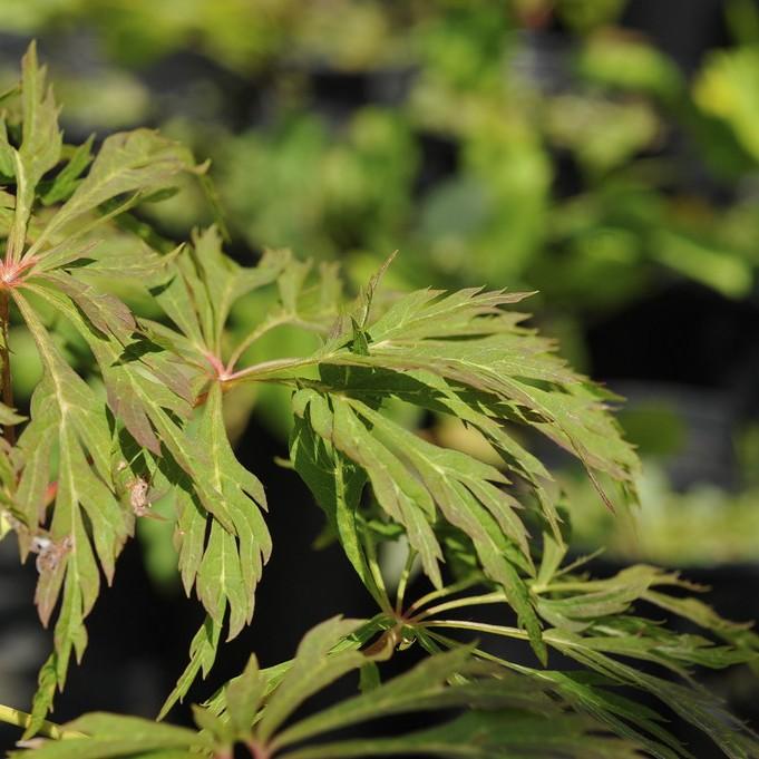 Green Cascade Maple (Acer japonicum 'Green Cascade') plant