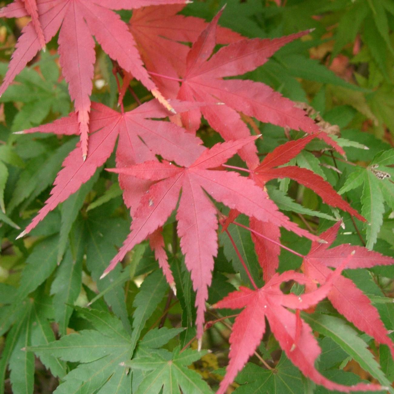 Hessei Japanese Maple (Acer palmatum 'Hessei') plant