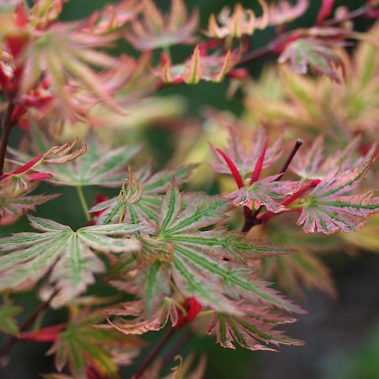 Higasa Yama Japanese Maple (Acer palmatum 'Higasa Yama') plant