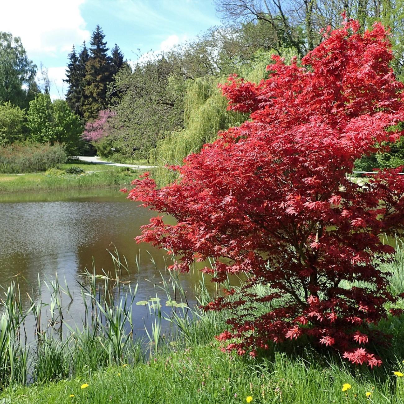 Japanese Maple (Acer palmatum) plant