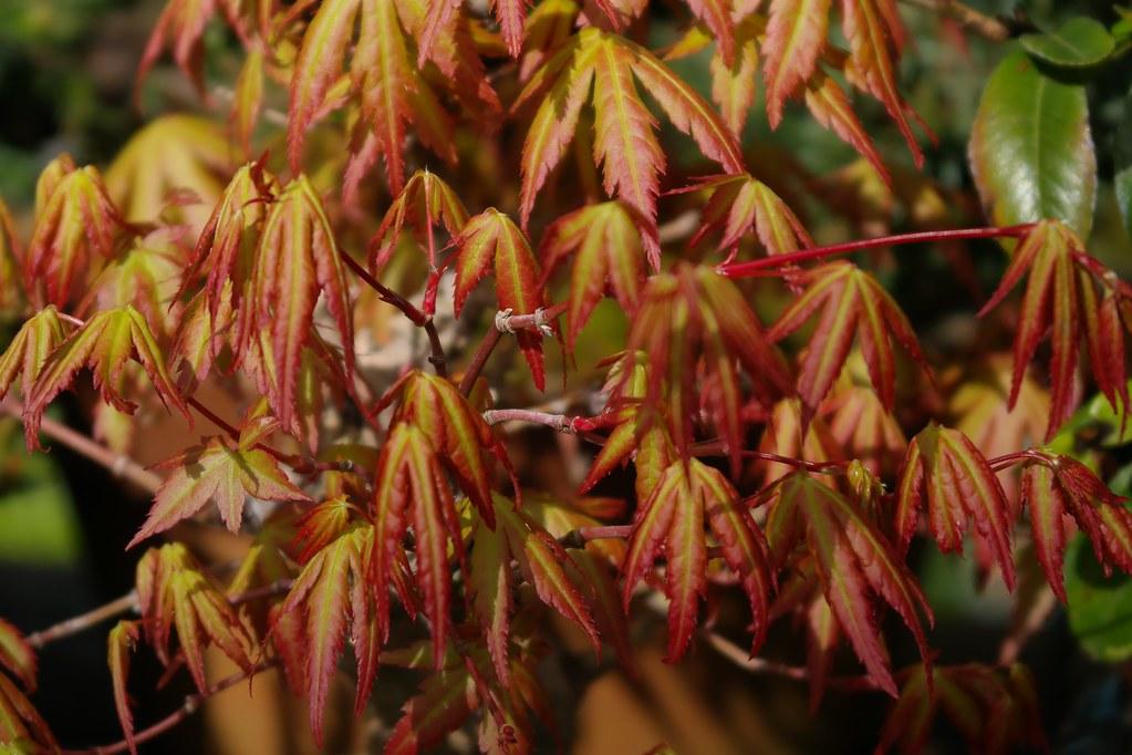 Katsura Japanese Maple (Acer palmatum 'Katsura') plant