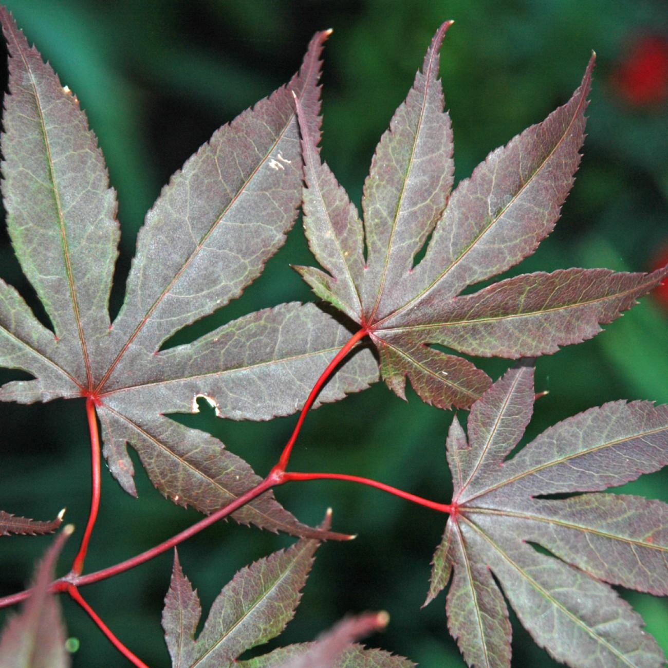 Margaret Bee Japanese Maple (Acer palmatum 'Margaret Bee') plant