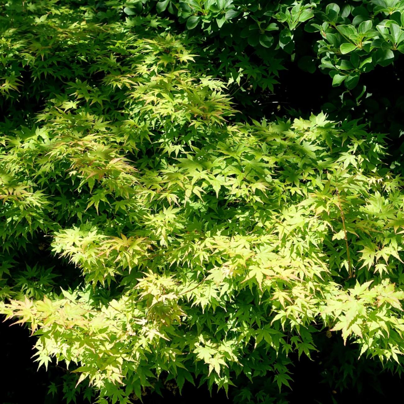 Mikawa Yatsubusa Japanese Maple (Acer palmatum 'Mikawa Yatsubusa') plant