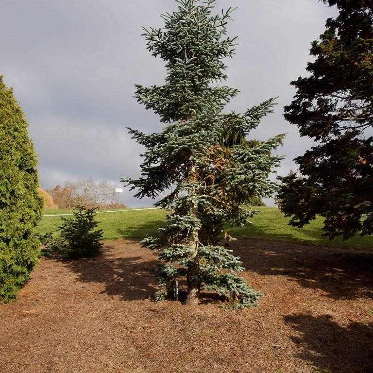 Noble Fir (Abies procera) plant