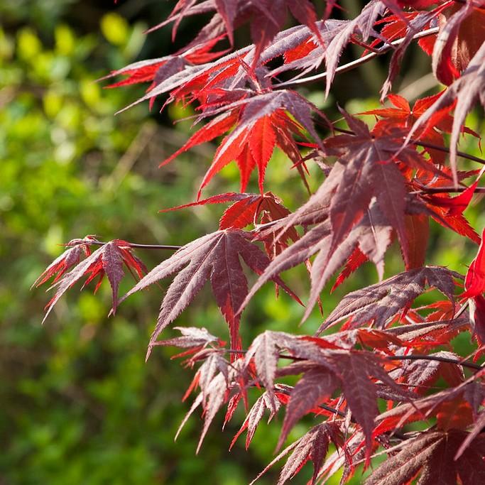 Okagami Japanese Maple (Acer palmatum 'Okagami') plant