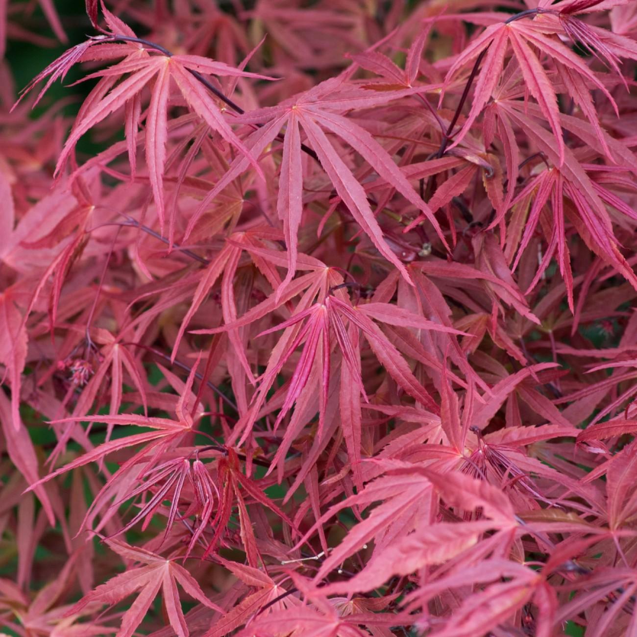 Ribbon-leaf Japanese Maple* (Acer palmatum 'Atrolineare') plant