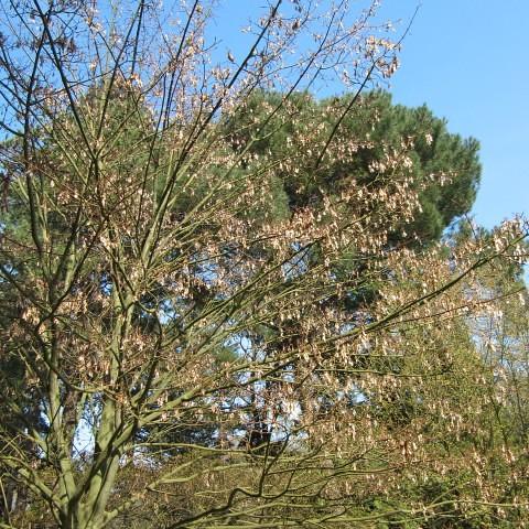 Snakebark Maple (Acer davidii) plant
